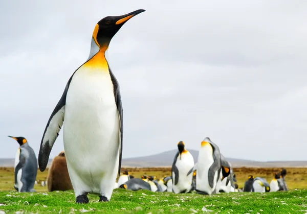Pingüinos rey — Foto de Stock