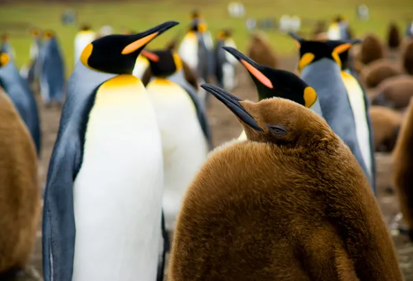 Pinguim-rei bebé — Fotografia de Stock