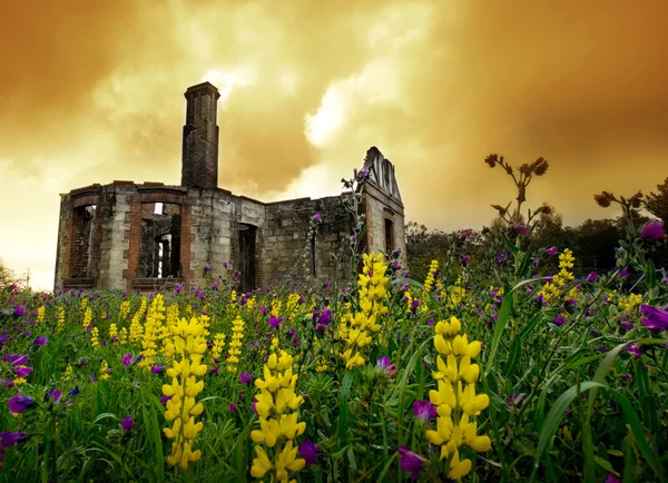 Ruinas florales — Foto de Stock