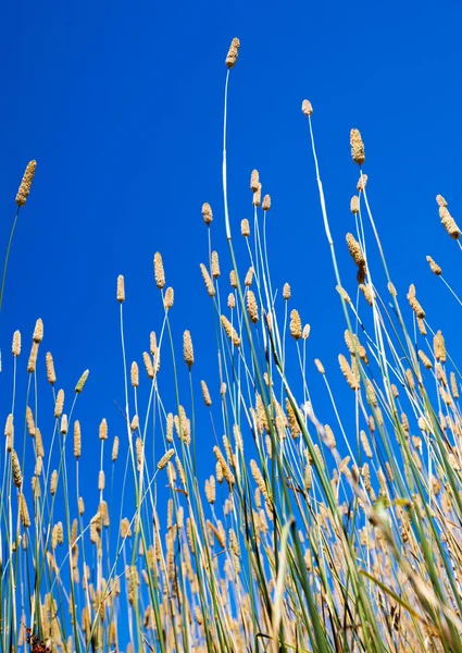 Sommar gräs — Stockfoto