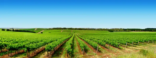 Zelené vineyard krajina — Stock fotografie