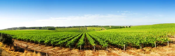 Панорама виноградник — стокове фото