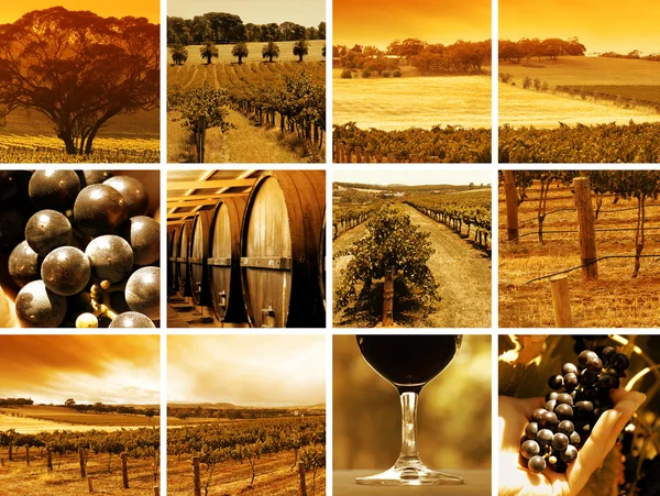 Montagem do vinho — Fotografia de Stock