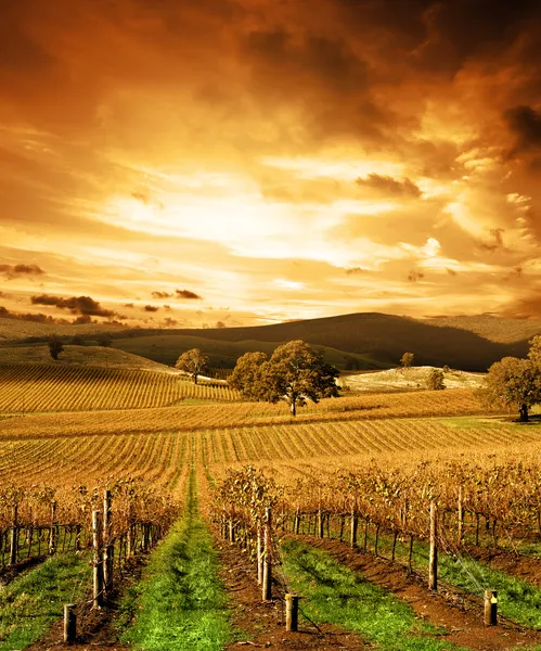 Stunning Sunset Vineyard Stock Image