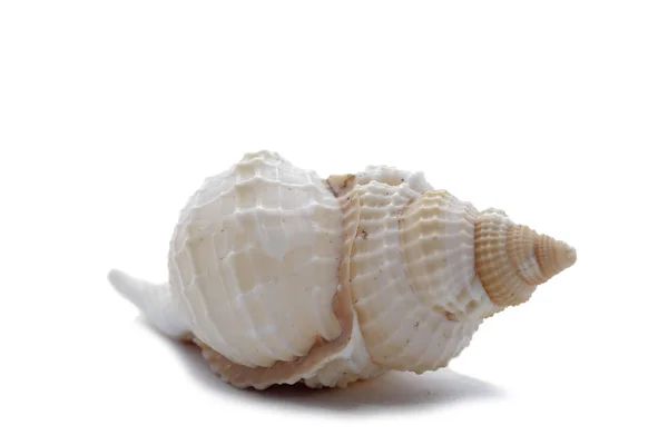白い背景上に分離されて大きなザルガイの殻 — ストック写真