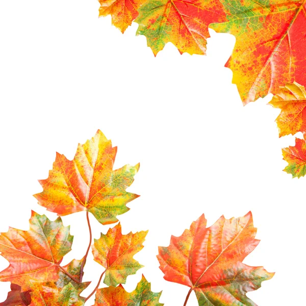 Stock image Fall Leaves