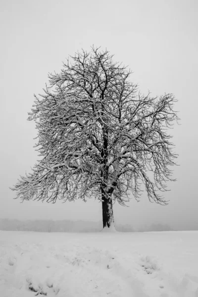 Δέντρο Καλυμμένο Χιόνι — Φωτογραφία Αρχείου