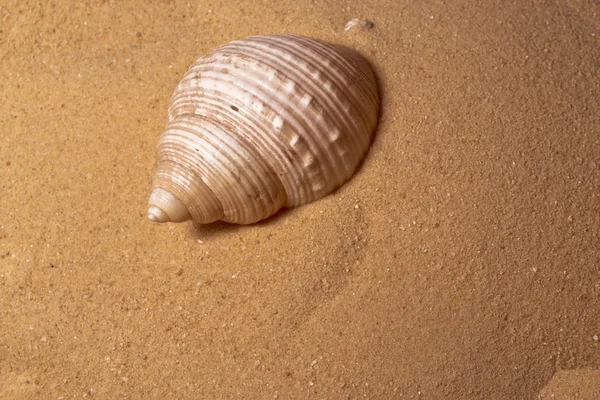 Coquille dans le sable — Photo