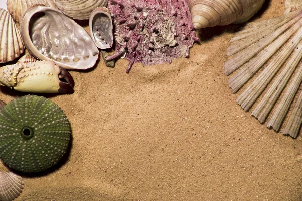 Çerçeve Çeşitli Deniz Kabuklarını Yaptı — Stok fotoğraf