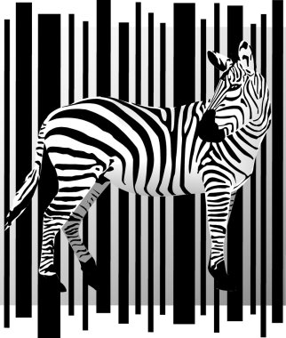 Zebra,