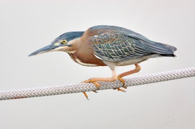 Green Heron 2 clipart