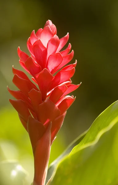 Jeden mały czerwony kwiat imbiru Obraz Stockowy
