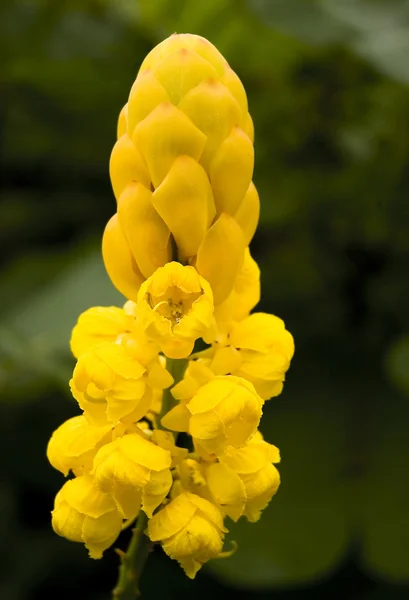 stock image Large candle stick flower 1