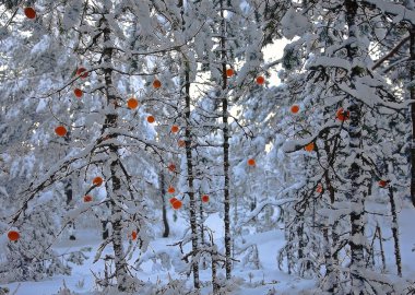 mandalina Noel ağaçları