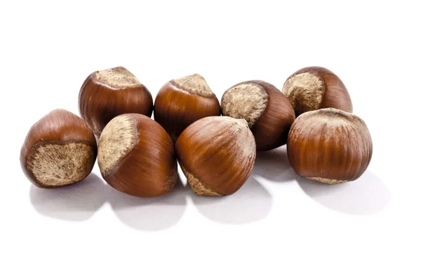 stock image Hazelnut