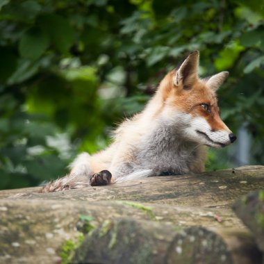 Red Fox (Vulpes vulpes) clipart