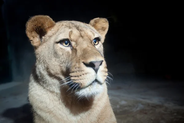 Retrato Cerca Una Leona Majestuosa Panthera Leo — Foto de Stock