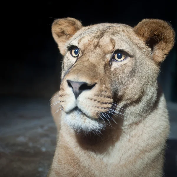 Close-up portrait of a majestic lioness (Panthera Leo) in nature — Stock Photo, Image
