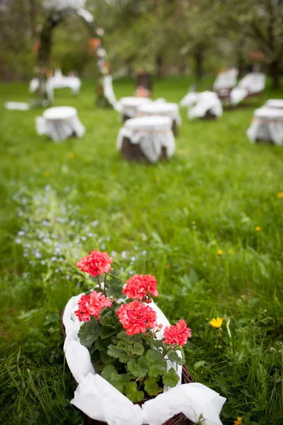 Prachtige bruiloft locatie - bloeiende boomgaard op 1 mei — Stockfoto