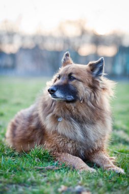 Belçika çoban köpeği