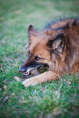 Belçika çoban köpeği