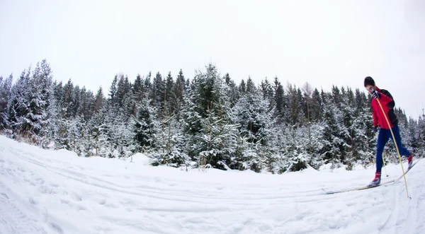 Junger Mann beim Langlaufen auf einem verschneiten Waldweg (Farbe: — Stockfoto
