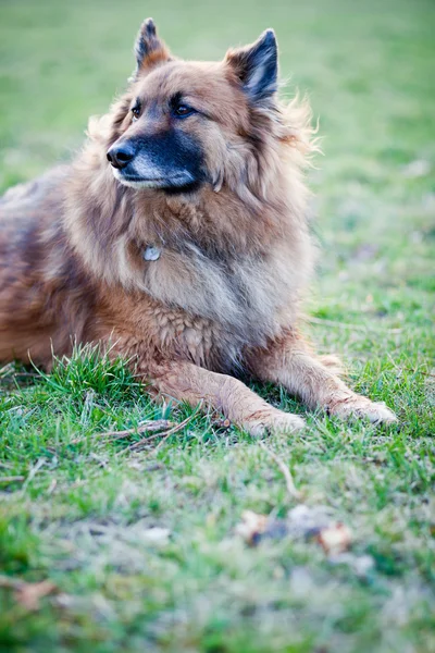 stock image Belgian Shepherd Dog