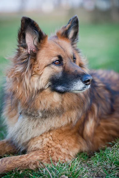 Belgian Shepherd Dog — Stock Photo, Image