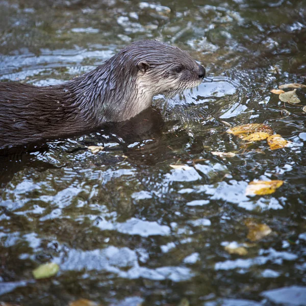 Otter Cutest European Mammal — Stock Photo, Image