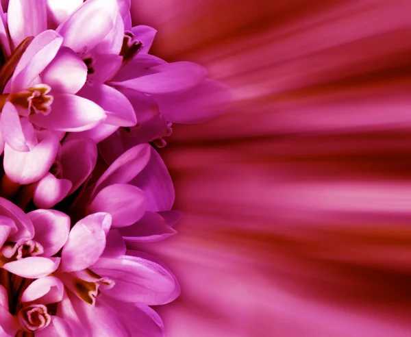 Kwiat Tło Odcieniach Różowy — Zdjęcie stockowe