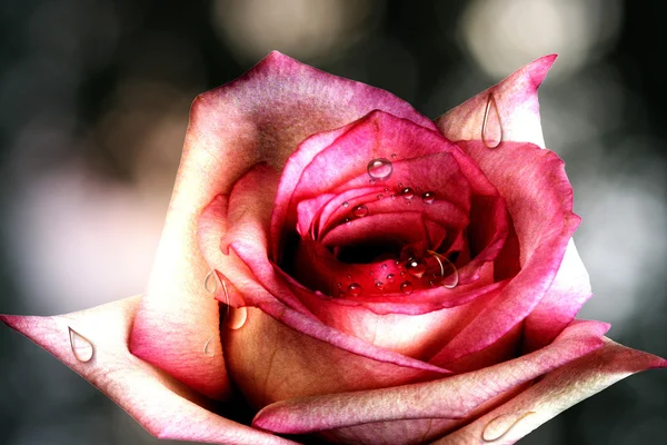 Tło Różą — Zdjęcie stockowe