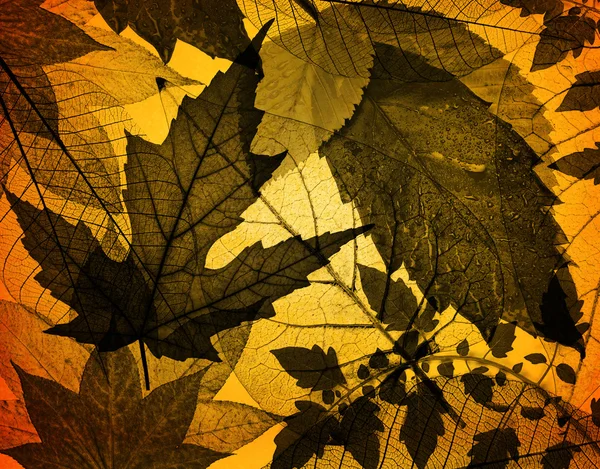 Podzimní Listy — Stock fotografie