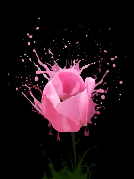Płyn tulipan — Zdjęcie stockowe
