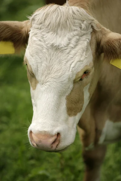 stock image Head of a cow