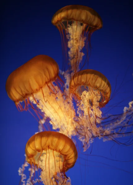 Sea nettle — Stock Photo, Image