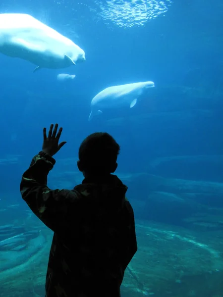 Boy watching beluga whales in an aquarium — Stock Photo, Image