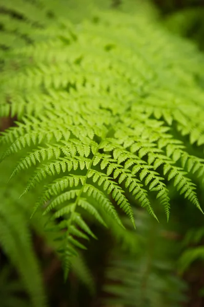 Närbild på en grön fern leafe — Stockfoto