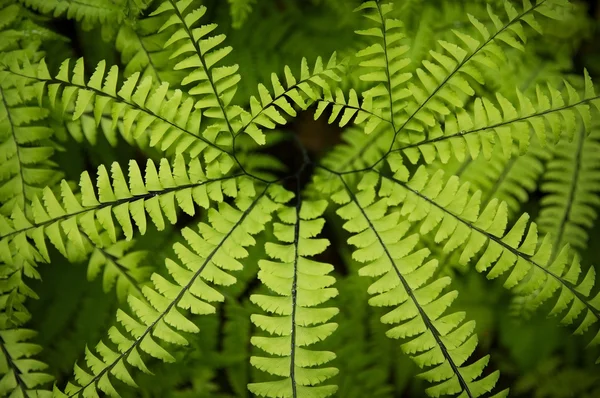 Close up de uma folha de samambaia verde — Fotografia de Stock