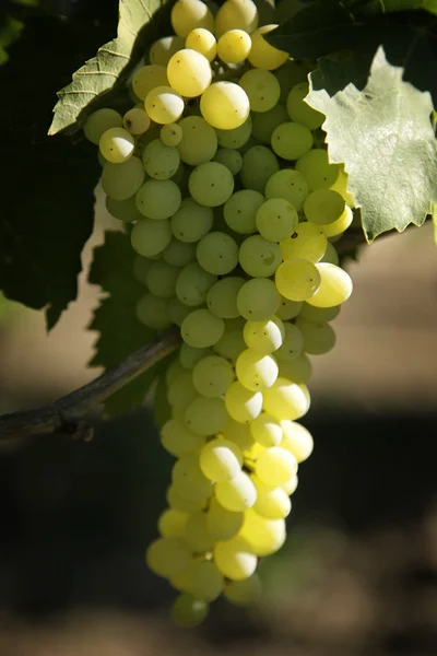 Виноградник — стоковое фото