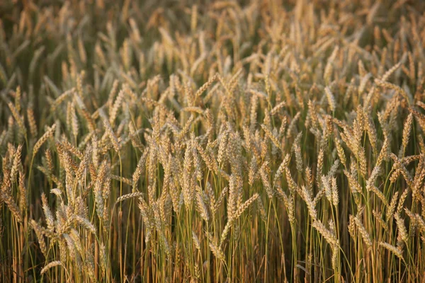 Wheat growing on a field — Stock Photo, Image