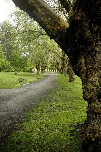 stock image Park alley