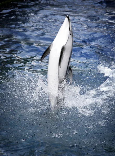 Delfin — Stock Fotó