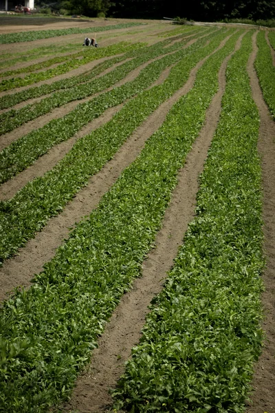 Agricultural Field — Stock Photo, Image