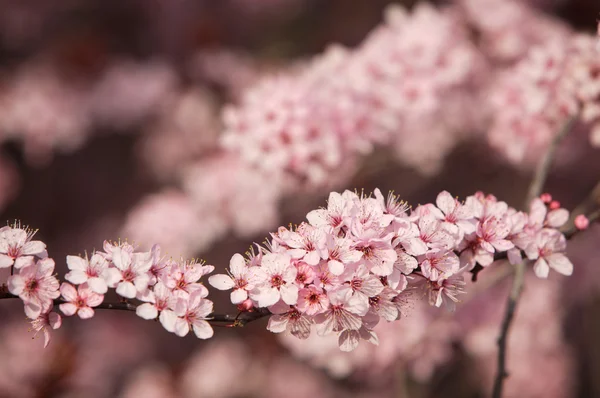 stock image Blooming tree