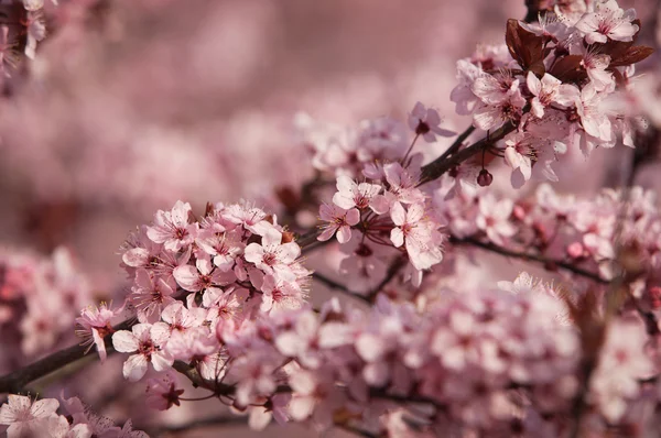 stock image Blooming tree