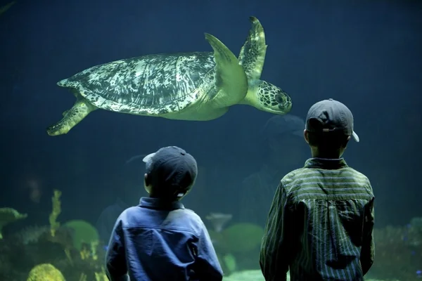Jungen beobachten eine Meeresschildkröte — Stockfoto