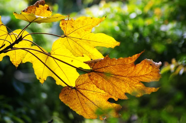 Gelbe Blätter im Herbst zur Hintergrundnutzung — Stockfoto