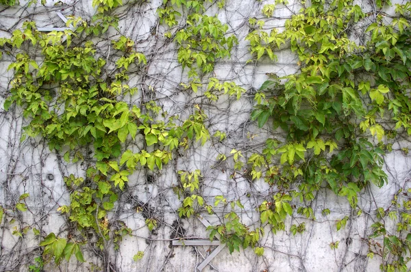 Erba verde sfondo sulla parete — Foto Stock