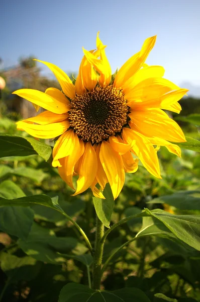 Cheerful sunflower — Stock Photo, Image