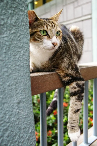Un gato con vista aguda — Foto de Stock